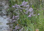 Limonium Vulgare Mill